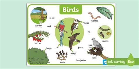 Relating to birds Word Hike [ Answer ] .